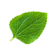 leaf2